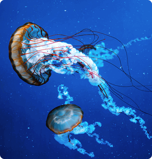 Two jellyfish gracefully swimming in the clear blue ocean, their tentacles trailing behind them.