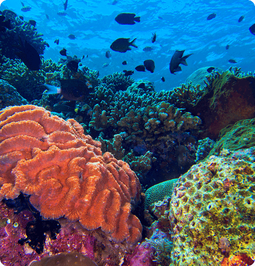Vibrant coral reef with diverse fish.