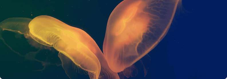 Two jellyfish gracefully float in the water, their long tails trailing behind them.