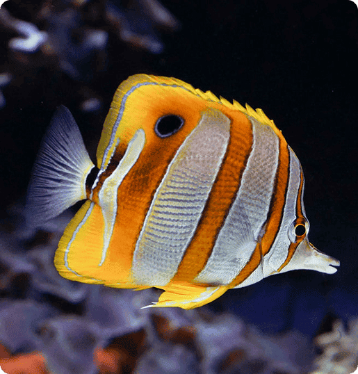 Colorful fish swimming in the ocean