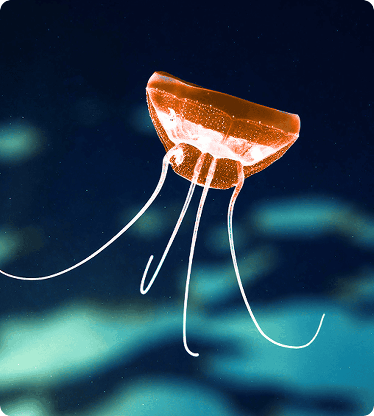 A translucent jellyfish gracefully floating in the clear blue ocean water.