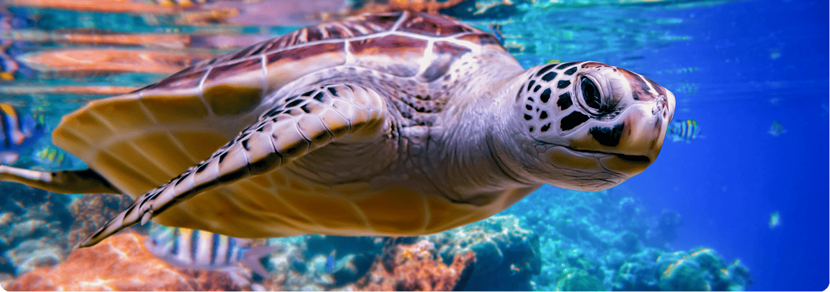 A turtle glides through the ocean, surrounded by vibrant, colorful fish swimming nearby.