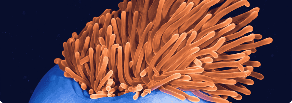A jellyfish with vibrant orange tentacles floating gracefully in clear water.