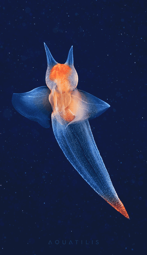 Colorful translucent marine creature swimming