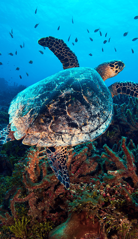 Turtle swimming among vibrant corals