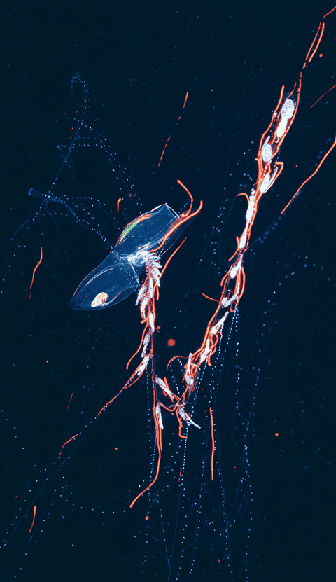 Bioluminescent jellyfish in dark ocean